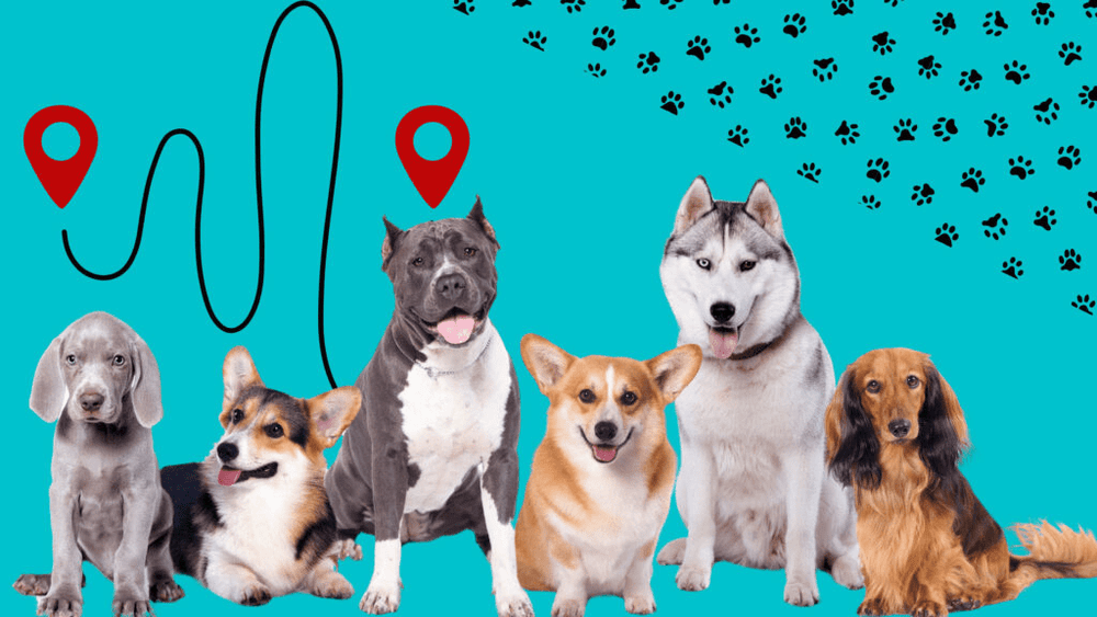 Illustration of five different dog breeds with map location pins and paw prints on a blue background, representing GPS trackers for dogs and pet safety.
