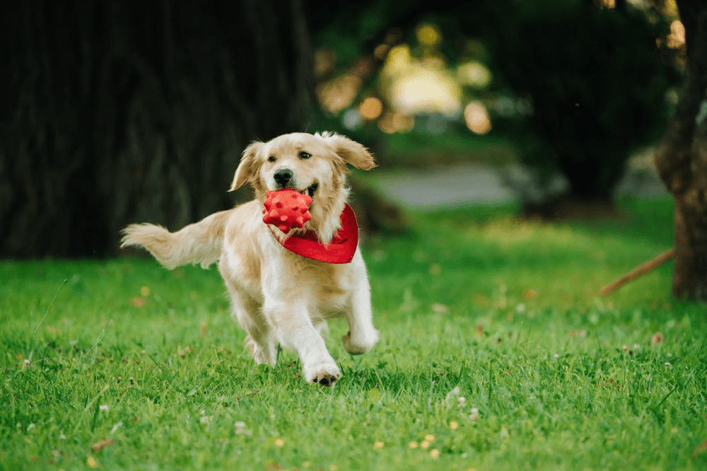 Golden retriever dog running on grass with a red toy and bandana, representing GPS pet trackers to keep track of pets outdoors.