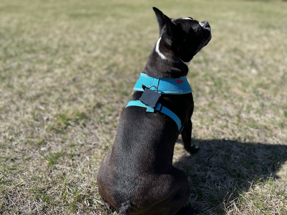 NanoGuard | Mini GPS - Rechargeable Real Time Pet Tracker - Logistimatics
